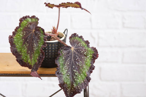 rex begonia