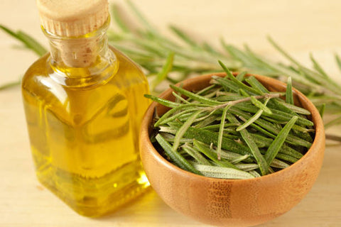 rosemary as medicinal plant