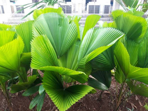 ruffled fan plant