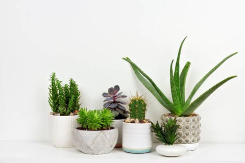 succulent plants indoors