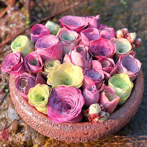 rose succulents