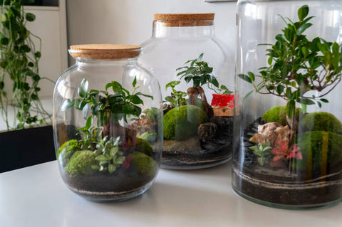 Top Terrarium Plants - Choosing the Best Plants for Your Terrarium