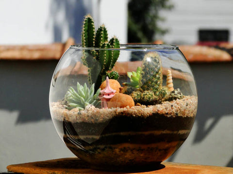 Terrarium Plants: Types, Benefits and Care Tips