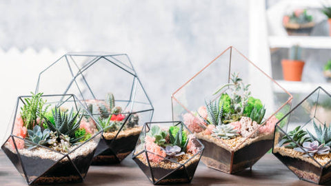 The Top 12 Terrarium Plants for Novices –