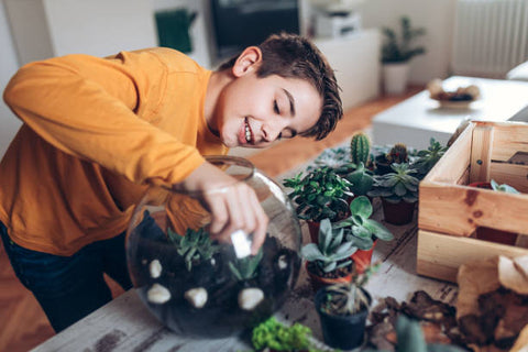 terrarium plants