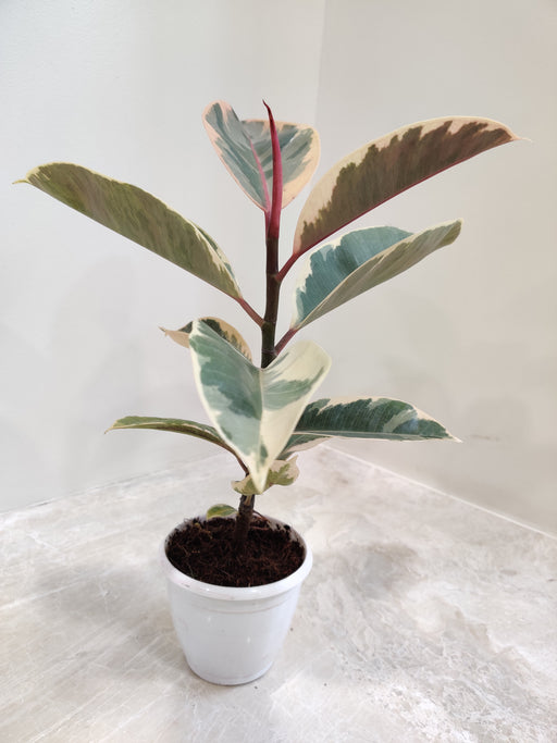 Green Ficus Elastica Full Sun Exposure Rubber Plant at Rs 40/piece