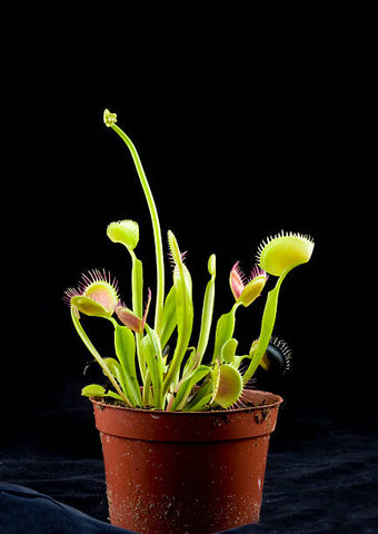 venus fly trap