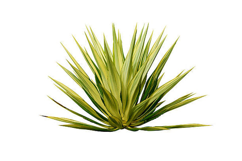 yucca plant