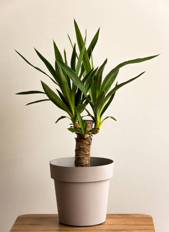 yucca palm