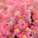 Antirrhinum Snapshot Pink Flower Seeds - CGASPL