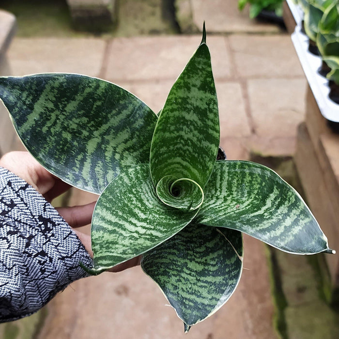 sansevieria hahnii