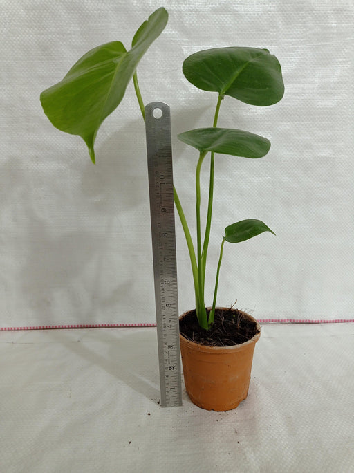 5inch (12.5cm) Split Leaf Philodendron (Monstera deliciosa) Tropical  Houseplant in Grower Pot