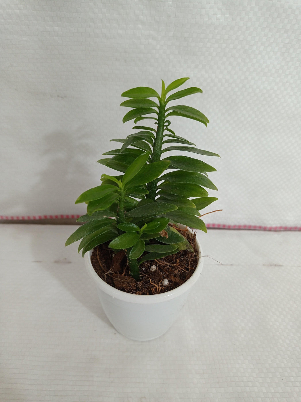 pedilanthus tithymaloides nana care