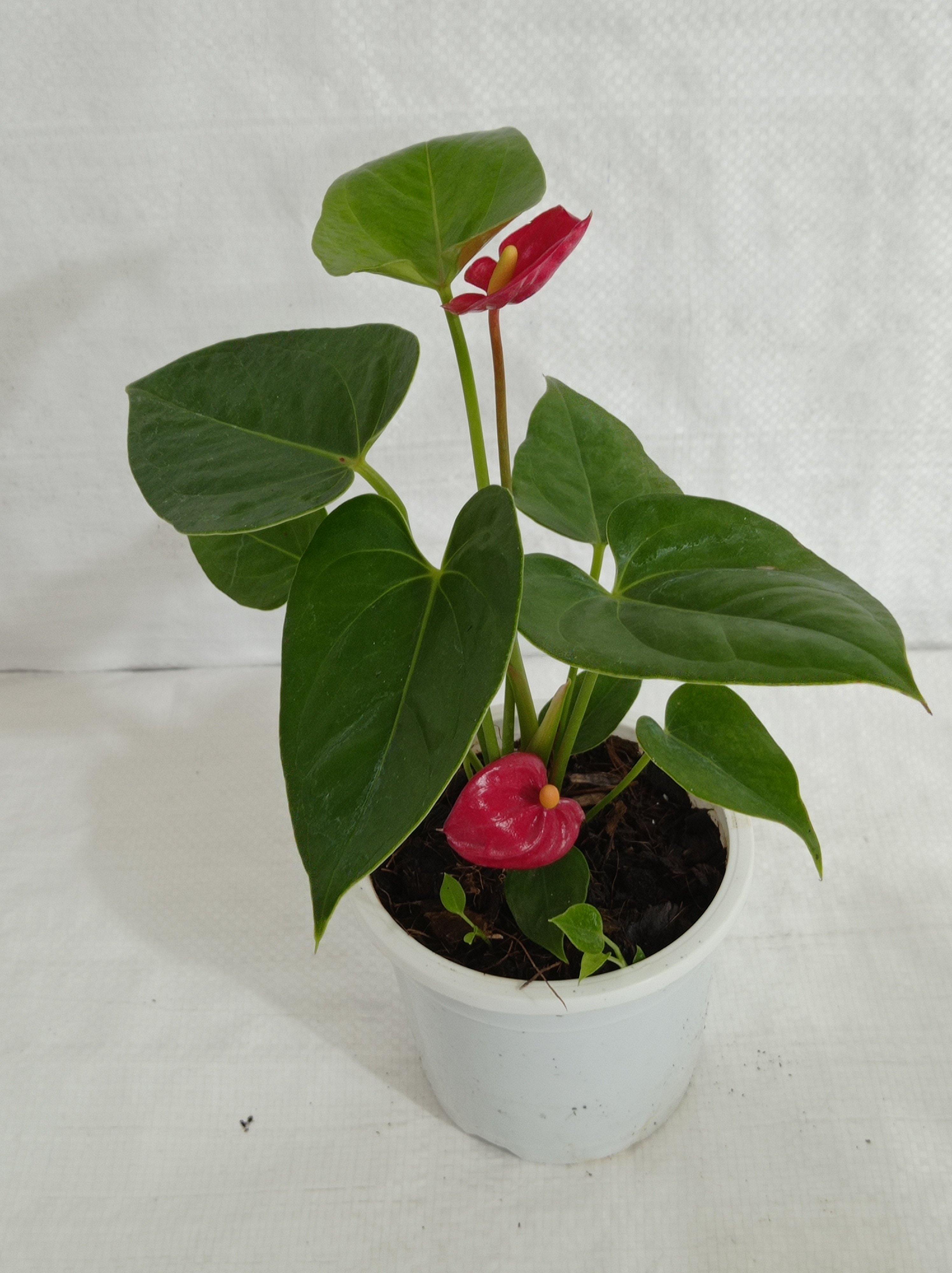 Anthurium Red Color Small Flowering Plant — 