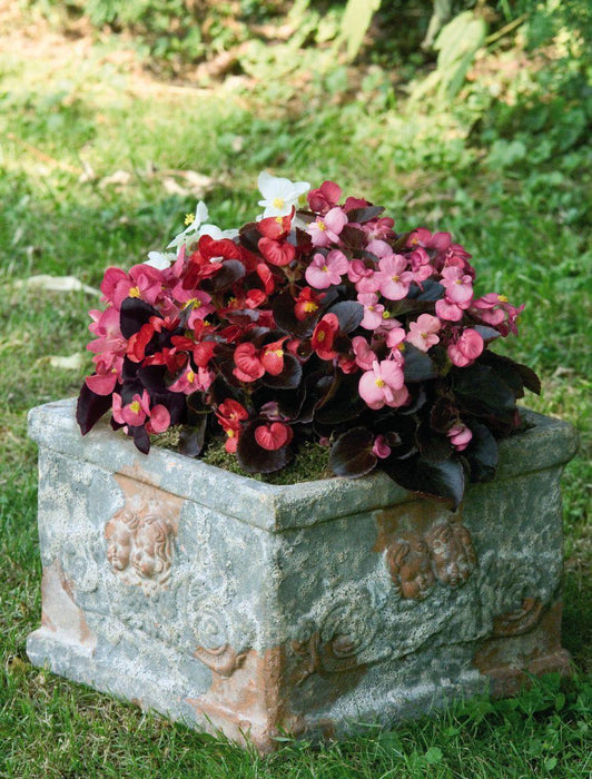 Begonia Semperflorens Nightlife Mix Flower Seeds — 