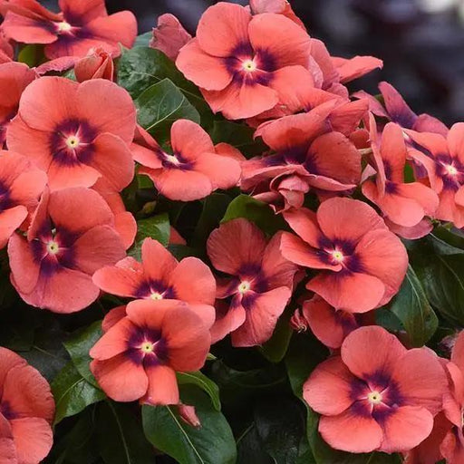 Tattooed vinca series scoops award at Cultivate18