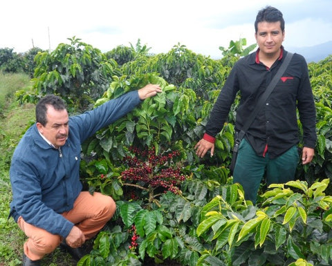 Coffee farmers closer to a coffee tree