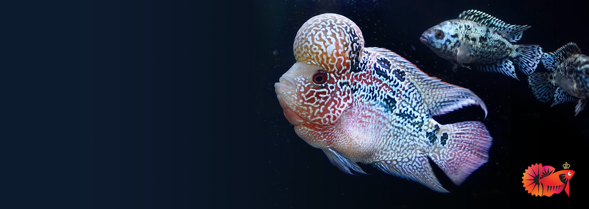 Flowerhorn Cichlid Fish In Fish Tank Stock Photo Picture And Royalty Free  Image Image 65375155
