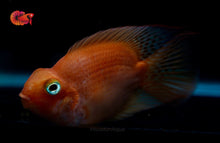 Load image into Gallery viewer, Super Bloody Parrot Cichlid - Size 2.5&quot; - 2.8&quot;
