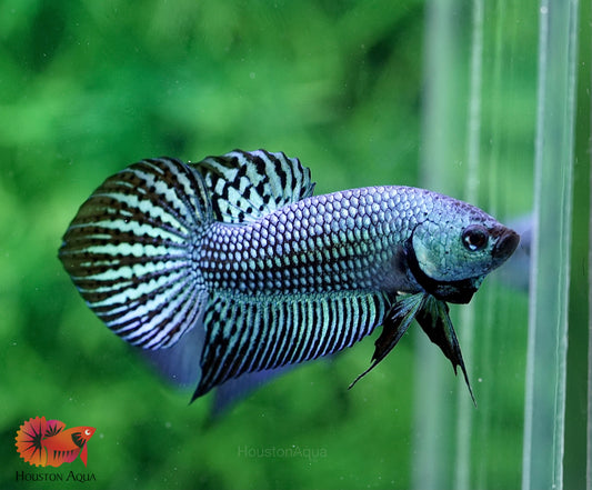 Royal Blue Alien Wild Betta Live Fish – Houston Aqua