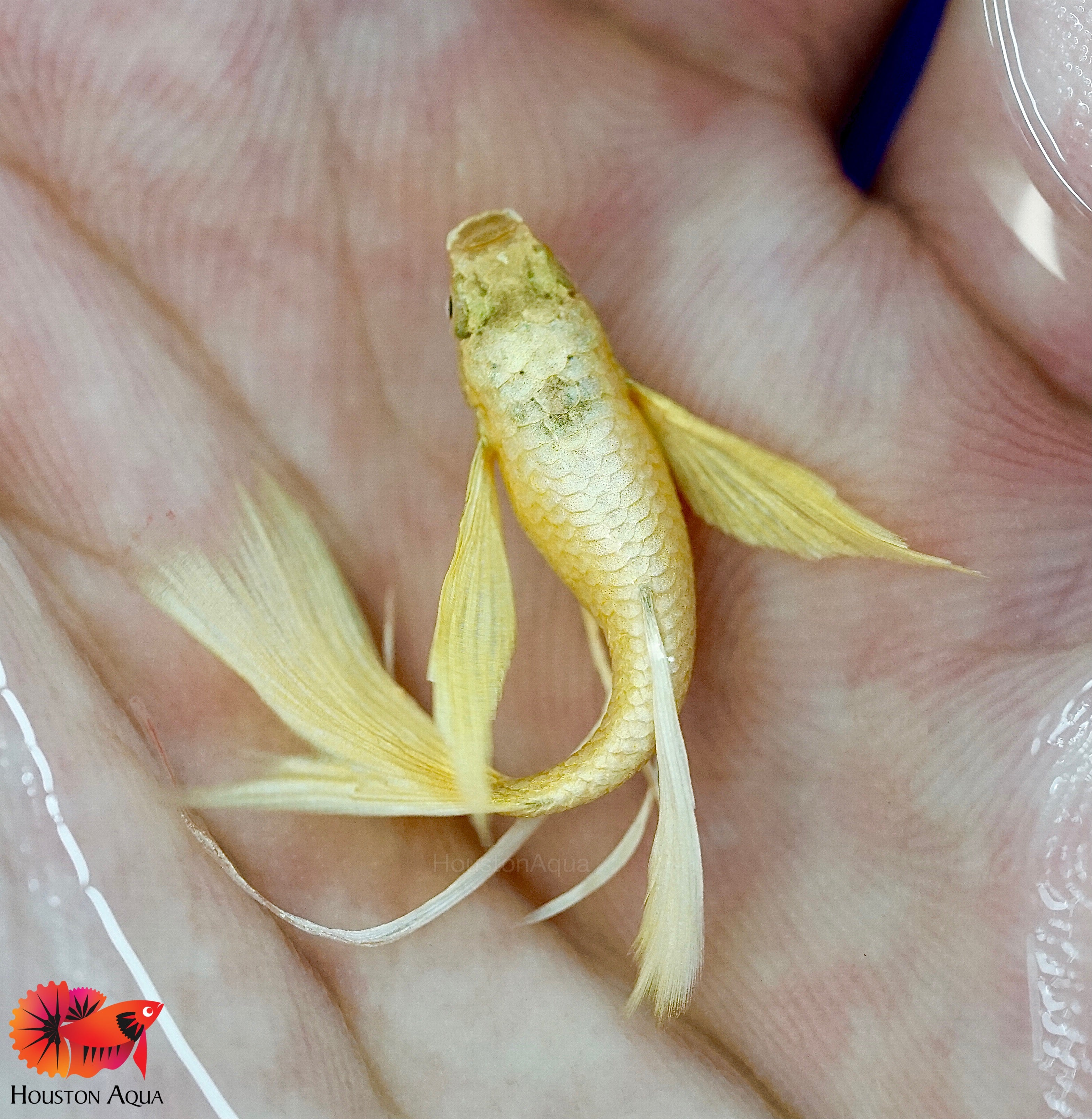 ribbon guppy for sale