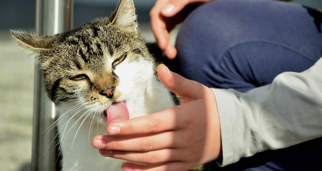 Cat licking a man's hand as a form of grooming and indicating the fact that it belongs to his family