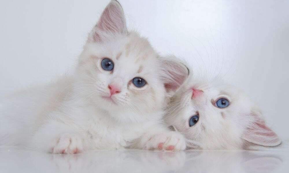 Gatitos jóvenes de ojos azules