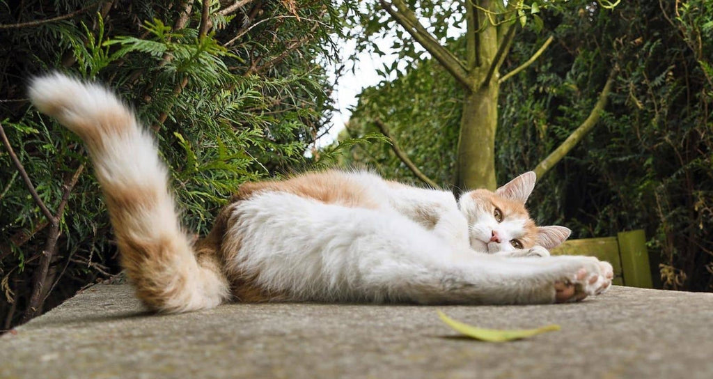 The raised posture of the cat's tail demonstrates the love it has for you