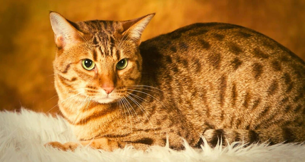 The thick coat of the Ocicat cat is spotted like that of a South American ocelot