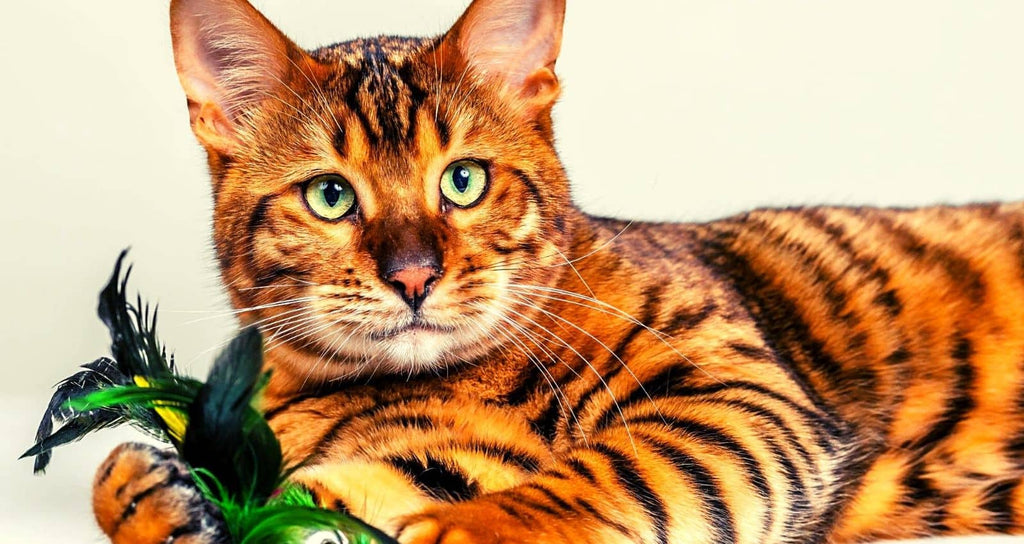 The Toyger has the particularity of having a coat imitating that of the tiger as well as the gait and head of a wild animal.