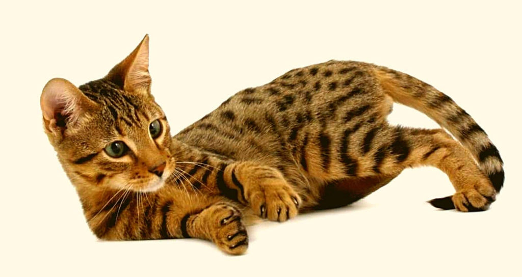 El gato Cheetoh es una rara raza híbrida con un pelaje similar al de los felinos salvajes como los tigres o los leopardos.