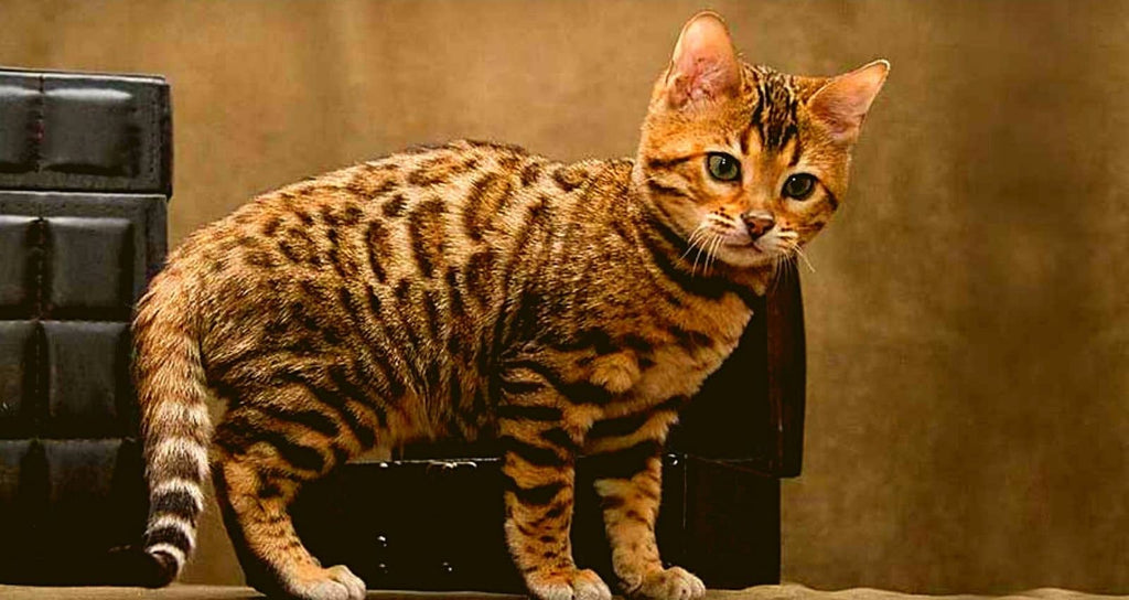 A fairly recent breed among felines, the Serengeti cat strangely resembles the serval, a wild African feline without being its direct descendant.