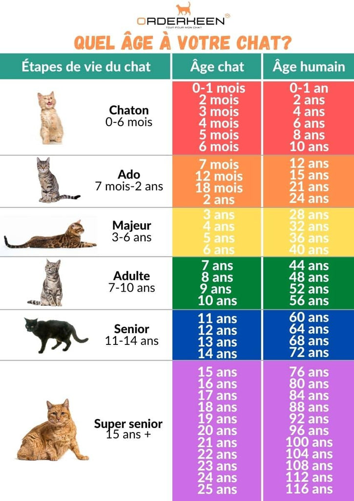 Table converting a cat's age into human years