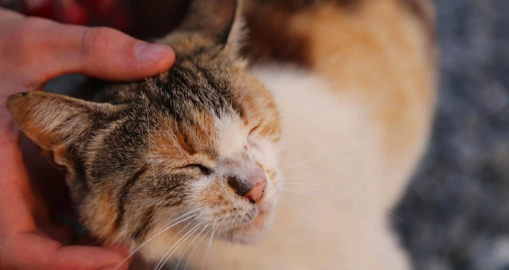 caresses sur la tête d'un félin serein et apaisé qui ronronne de plaisir