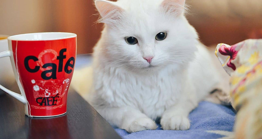 white cat kneading with its paws