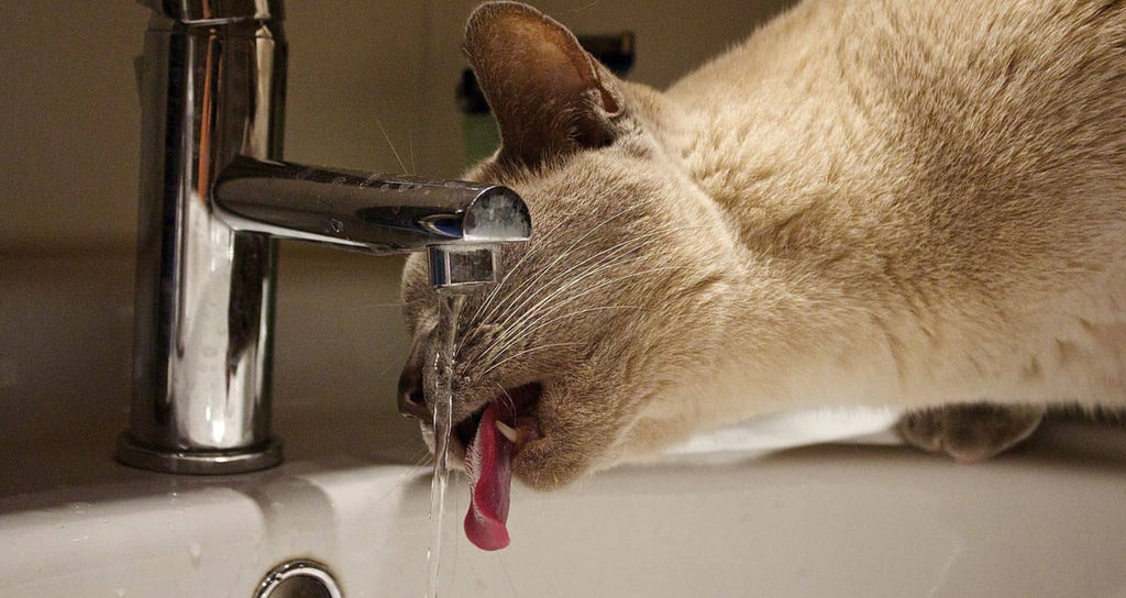 cat drinking from the tap in the bathroom