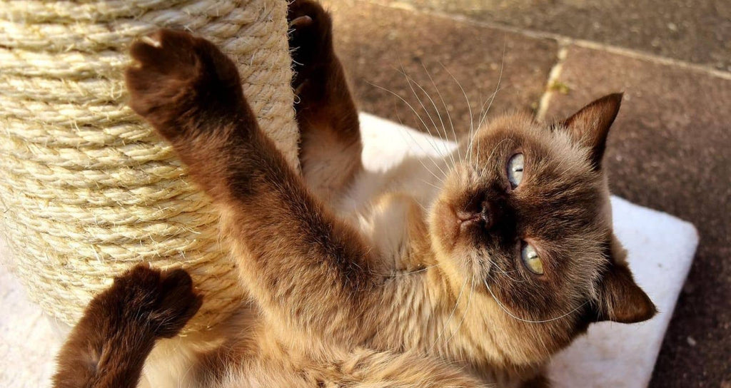 chat qui fait ses griffes sur un arbre à chat pour définir son territoire et signe de bien-être en votre présence