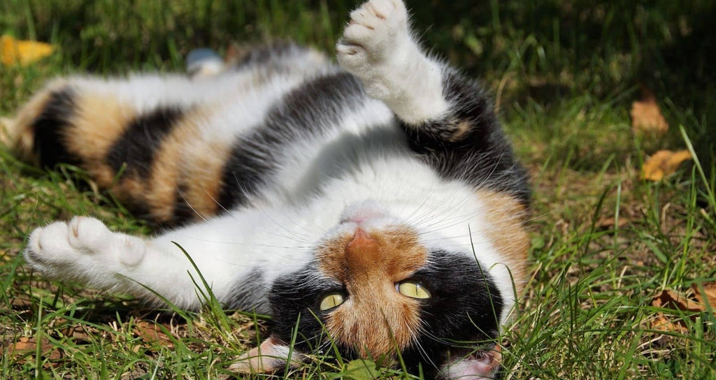 10 raisons pour lesquelles votre chat se roule sur le dos