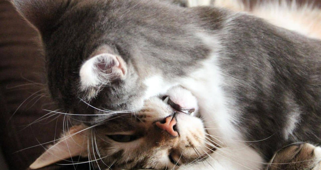 coup de tête entre deux chats qui symbolise l'appartenance familiale et la confiance qu'ils s'accordent