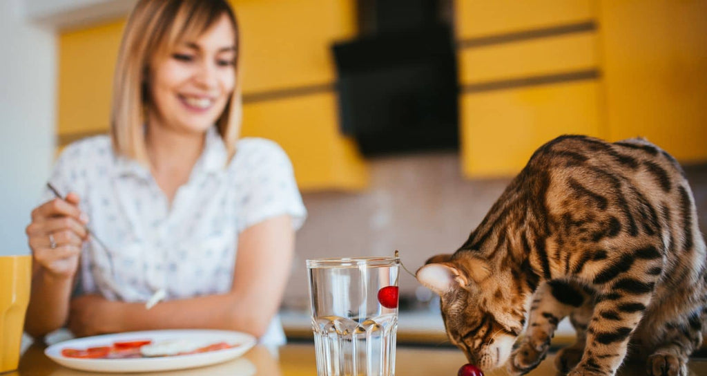 Your Cat's Kidney Problems May Lead Him to Drink Excessively