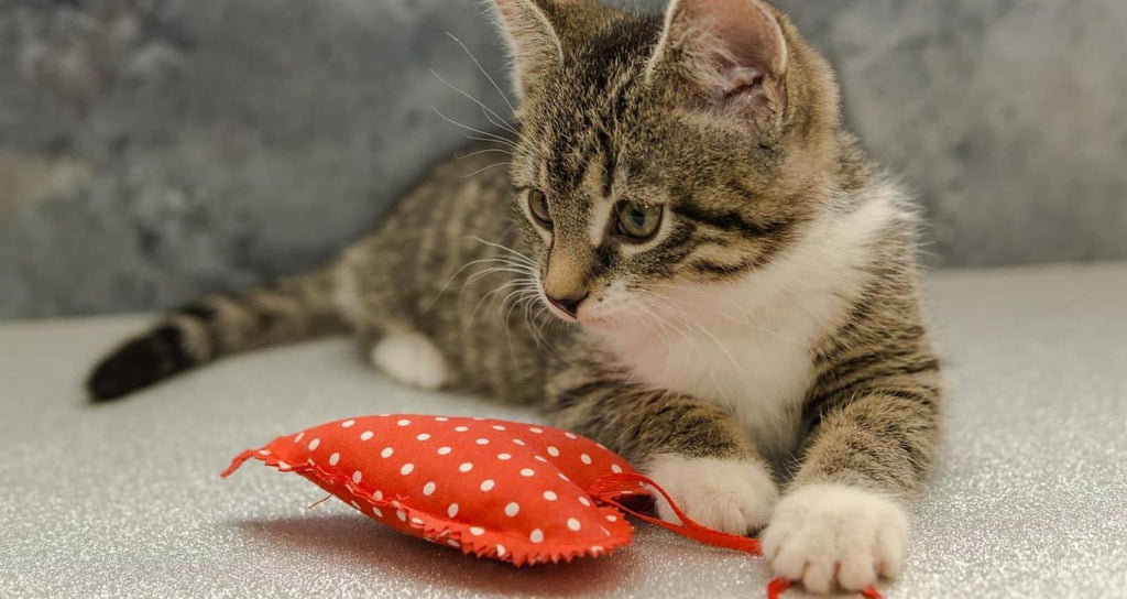 little hunting kitten who brings back his prey, in this case a toy as an offering for his human master