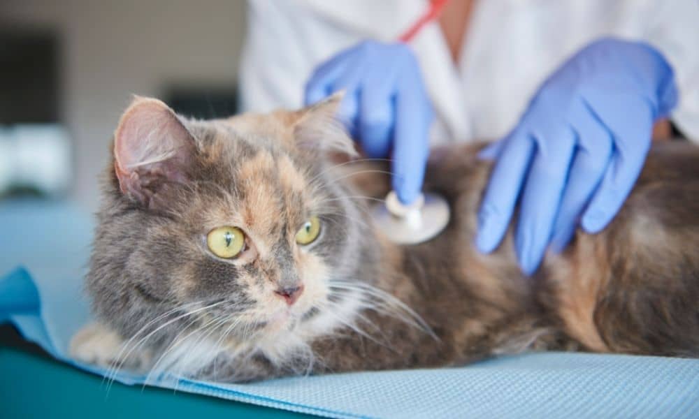 follow-up by a veterinarian on an adult cat