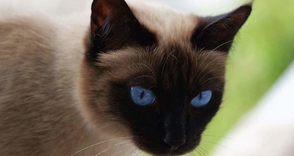 Gato siamés con ojos azules.