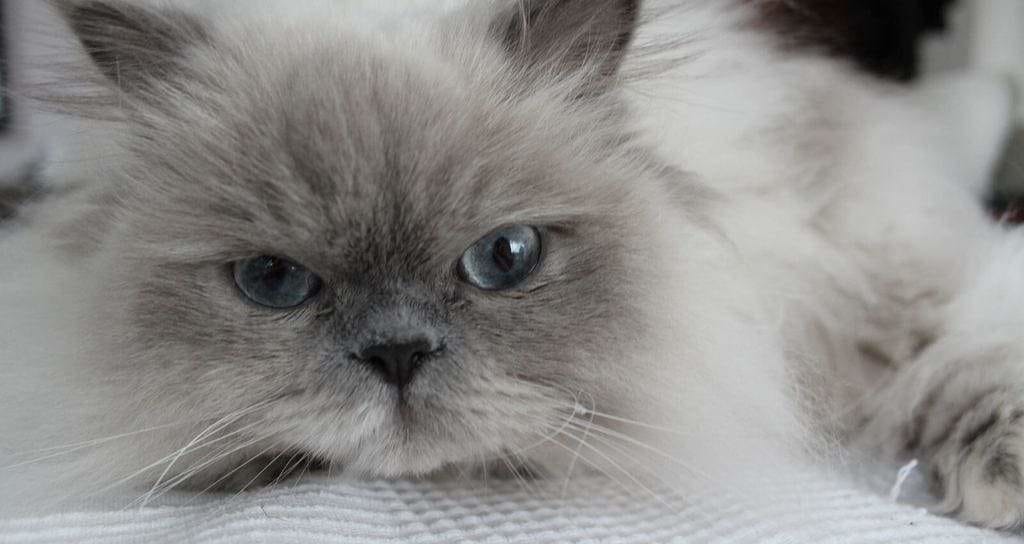 Himalayan cat breed