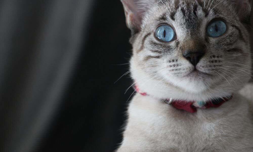 Ojos De Gato Azules