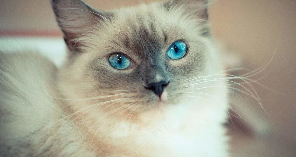 Ragdoll cat breed