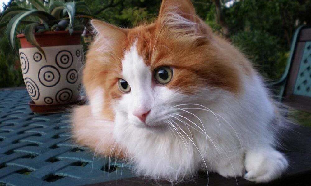 Turkish Angora cat