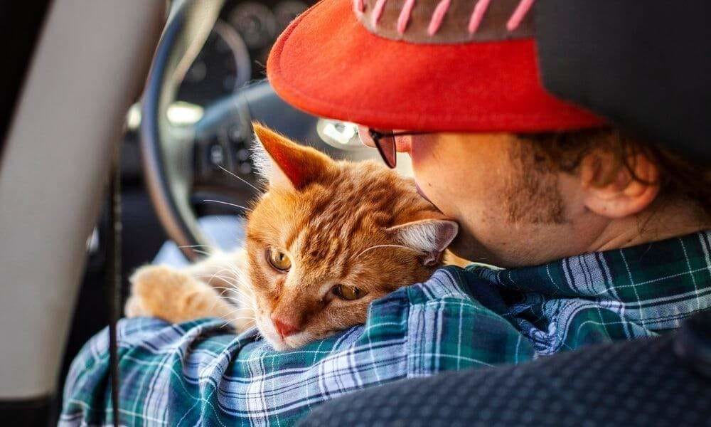 Put your cat at ease before traveling with him