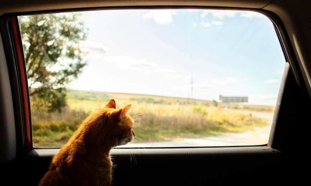 Traveling with your cat by car