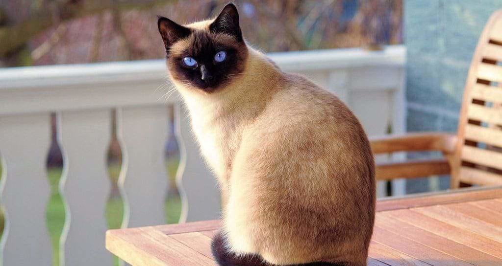 Siamese cat sitting on a garden table in the sun